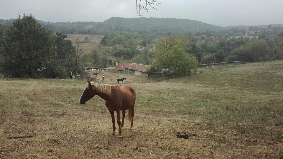 Ecopark Elena Ξενοδοχείο Εξωτερικό φωτογραφία